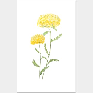 2 yellow yarrow watercolor Posters and Art